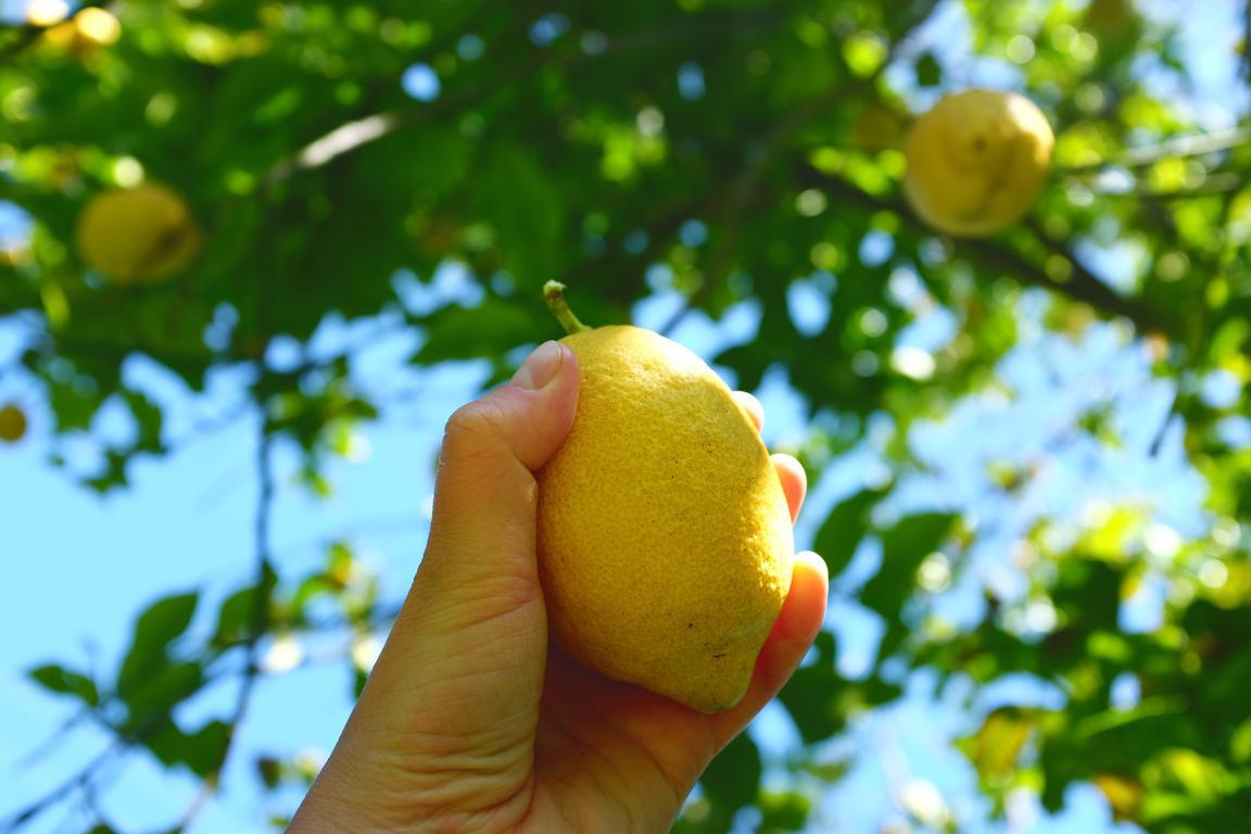 Jak pomeranče tak citróny najdete všude