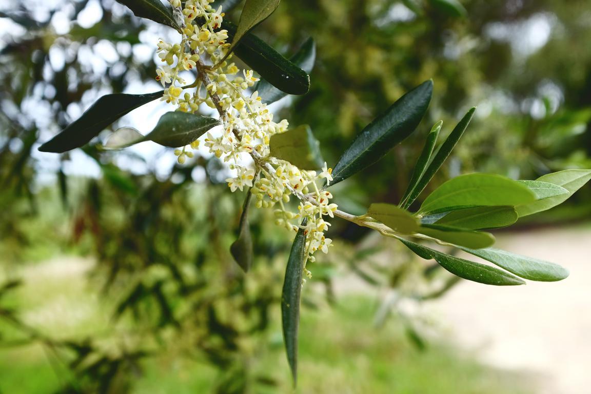 kvetoucí Olivovníky