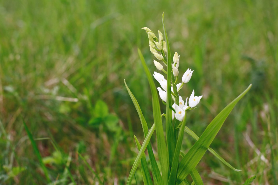 Okrotice bílá - orchidej